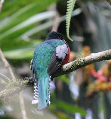 Trogon collaris