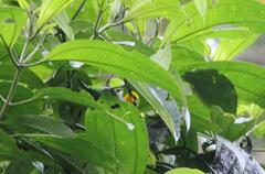 Chlorochrysa nitidissima