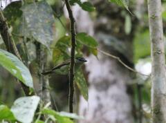 Pachyramphus polychopterus