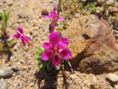 Lapeirousia silenoides
