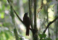 Thripadectes virgaticeps