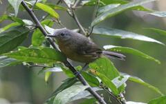 Cercomacroides parkeri