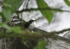 Cinclus leucocephalus