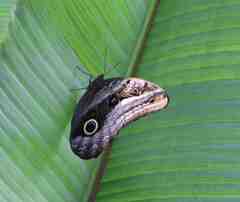 Caligo oileus