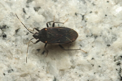 Neolethaeus assamensis