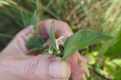 Solanum villosum