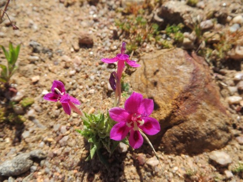 Lapeirousia silenoides