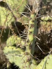 Opuntia × demissa