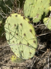 Opuntia × demissa