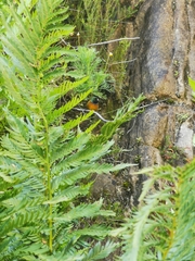 Anthobaphes violacea