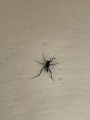 Evania appendigaster