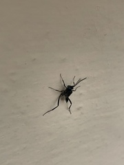 Evania appendigaster