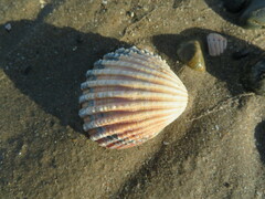 Acanthocardia echinata