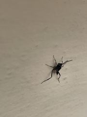 Evania appendigaster