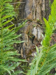 Anthobaphes violacea