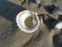 Acanthocardia echinata