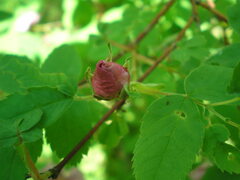 Rosa majalis