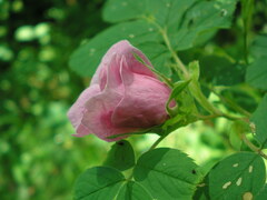 Rosa majalis
