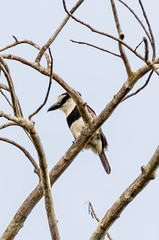 Notharchus hyperrhynchus