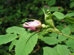 Rosa majalis
