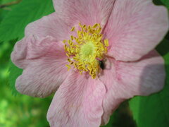 Rosa majalis