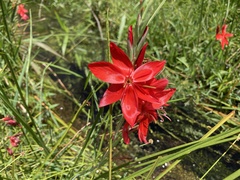 Hesperantha coccinea