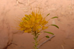 Cleomella lutea