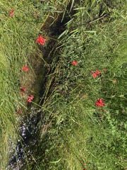 Hesperantha coccinea