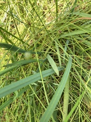 Hesperantha coccinea