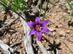 Romulea kamisensis