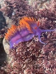 Flabellinopsis iodinea