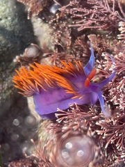 Flabellinopsis iodinea