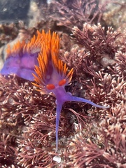 Flabellinopsis iodinea