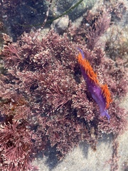 Flabellinopsis iodinea