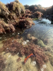 Flabellinopsis iodinea