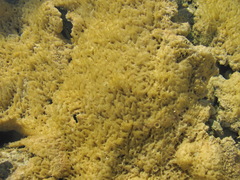 Cyanobacteria