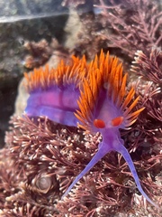 Flabellinopsis iodinea