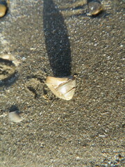 Steromphala cineraria