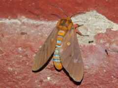 Balacra caeruleifascia