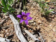 Romulea kamisensis