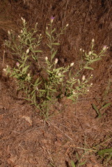 Leuzea repens