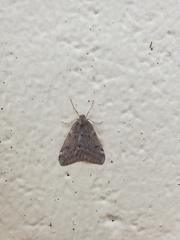 Alsophila pometaria