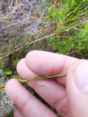 Prismatocarpus diffusus