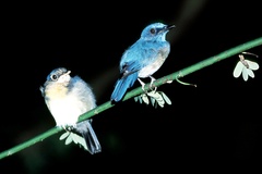 Cyornis