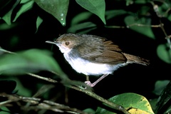 Pellorneum rostratum