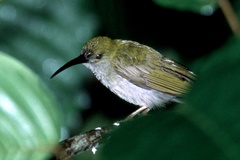 Arachnothera everetti
