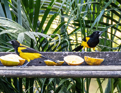 Icterus prosthemelas