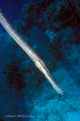Aulostomus maculatus