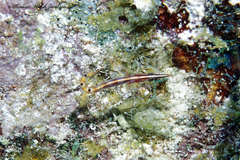 Lucayablennius zingaro