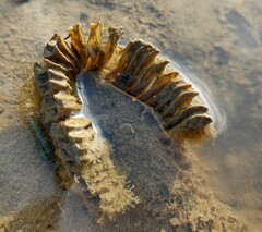 Volegalea cochlidium